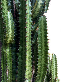 Close-up of prickly pear cactus