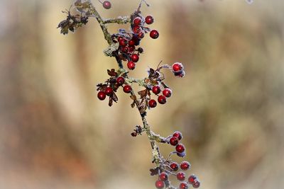 Close-up of berries growing on tree