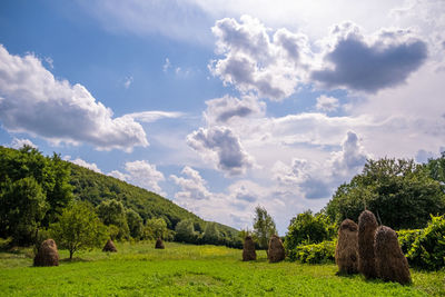 Trees on field against sky