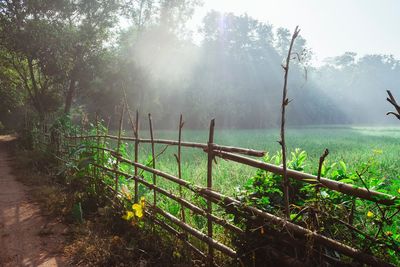 Scenic view of trees on field during foggy weather