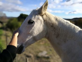 Close-up of hand feeding against sky