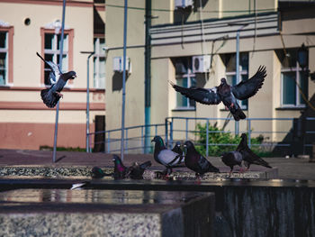 Pigeons flying against the wall