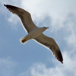 Low angle view of seagull flying