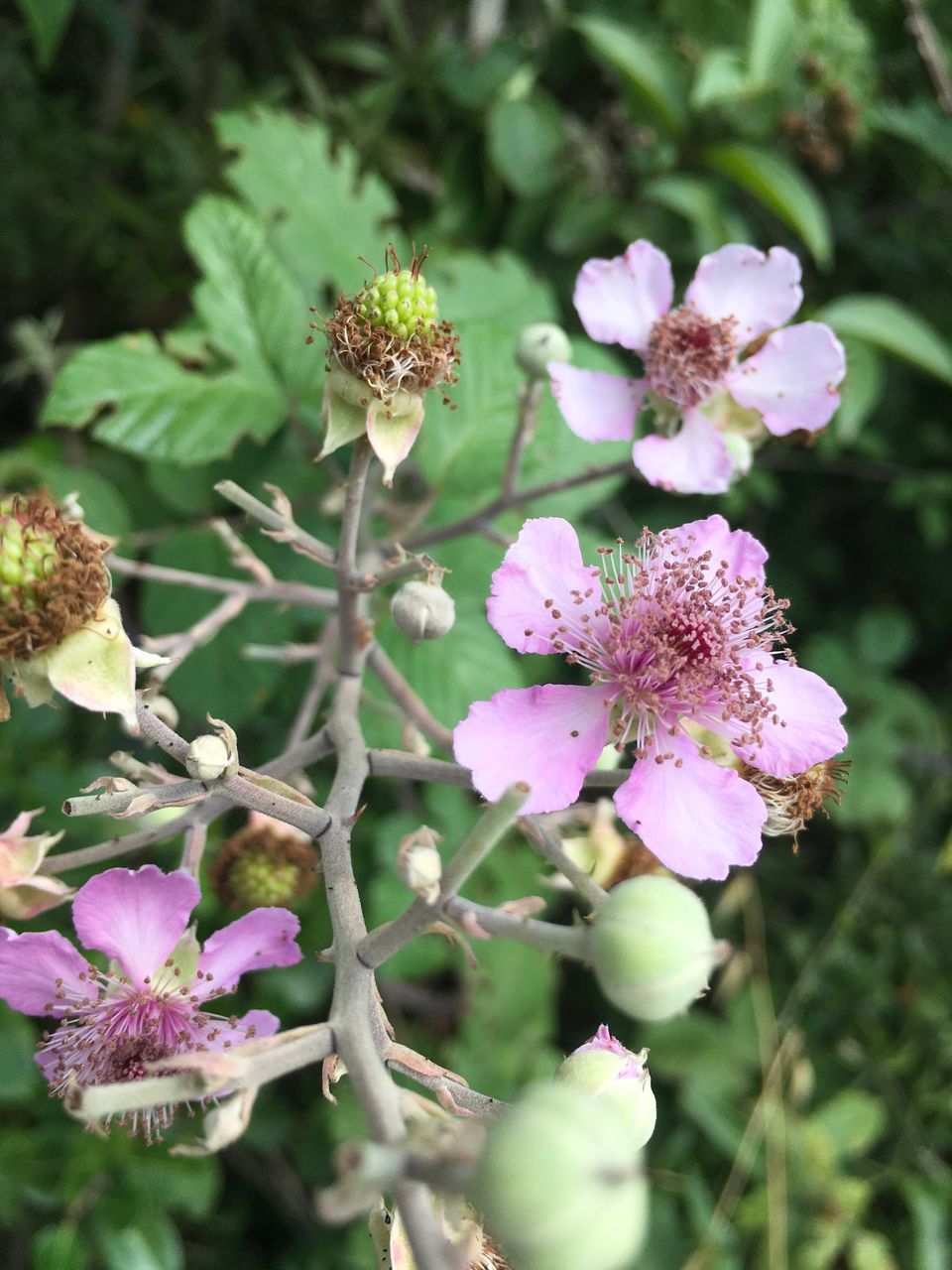 CLOSE-UP OF PURPLE FLOWERING PLANTS