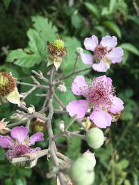 Close-up of pink flowering plant