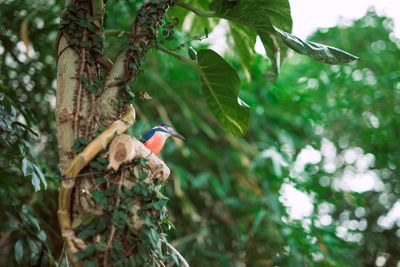 Bird perching on a tree