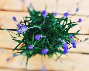 Close-up of purple flowers on table