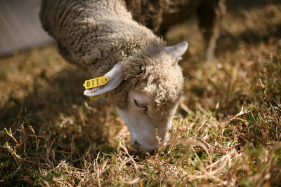 Sheep in a field