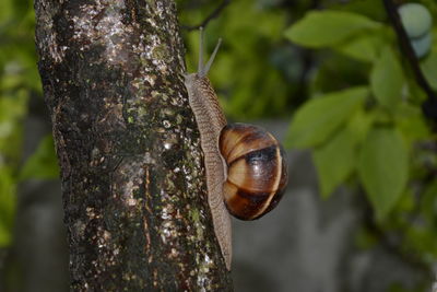 Close-up of snail on tree trunk