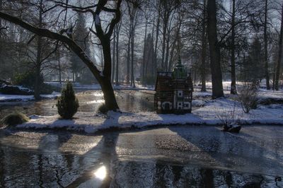 View of christmas tree on snow