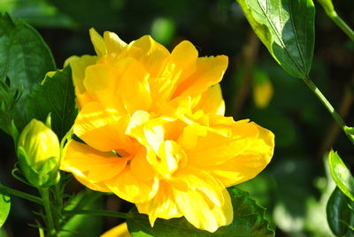 Close-up of yellow flowers