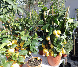 Fruits growing on potted plant