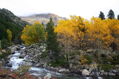 Trees and plants in forest during autumn