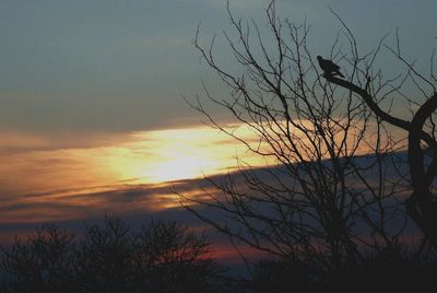 Silhouette of tree at sunset