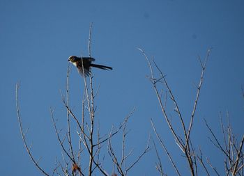 Low angle view of tree against blue sky