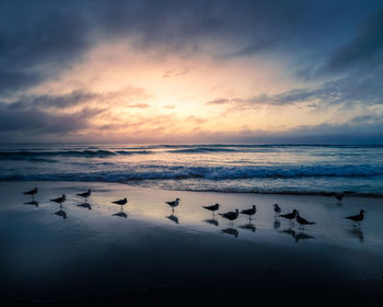 Flock of birds on beach against sky during sunset