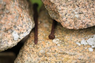 High angle view of insect