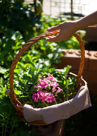 Close-up of vegetable and flowering plants in basket