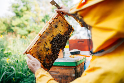 Close-up of beekeeper holding beehive tray 