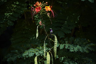 Close-up of flowering plant