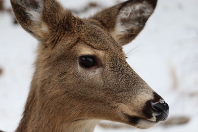 Close-up of deer