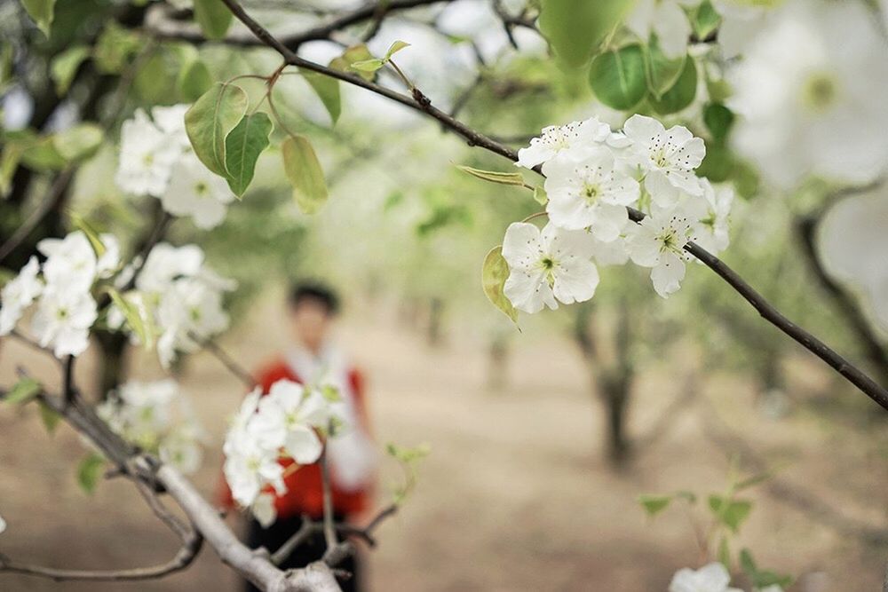 flower, freshness, fragility, white color, cherry blossom, growth, branch, cherry tree, petal, beauty in nature, tree, blossom, nature, focus on foreground, apple tree, fruit tree, apple blossom, close-up, flower head, in bloom