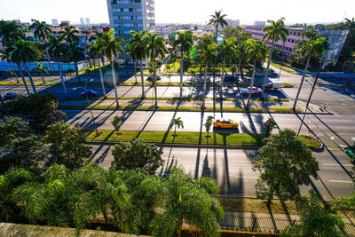 High angle view of palm trees and plants in city