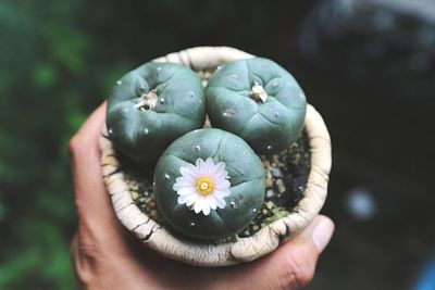 Cropped hand holding potted cactus flower