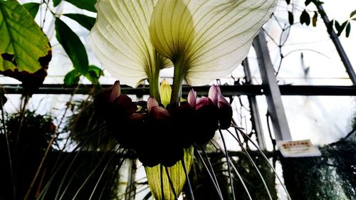 Close-up of flowers