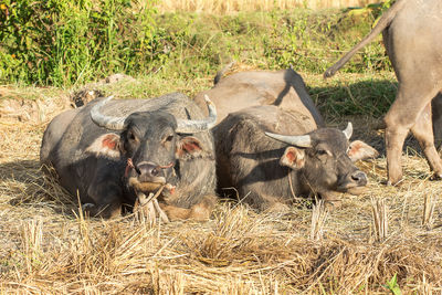 The buffalo slept on the rice field.