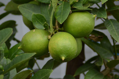 Close-up of apples on tree