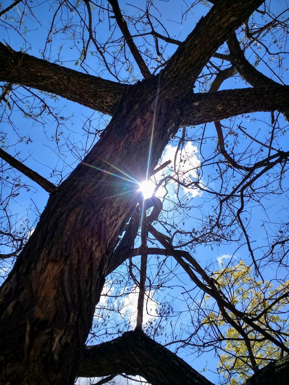 LOW ANGLE VIEW OF SUN STREAMING THROUGH BARE TREE