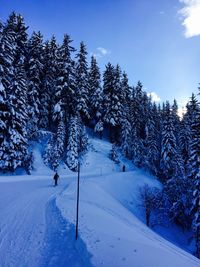 Trees on snow covered landscape against blue sky