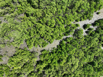 Green mangrove forest with morning sunlight. mangrove ecosystem. natural carbon sinks. mangroves