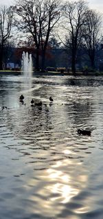 View of ducks swimming in lake