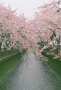 Close-up of cherry tree against sky