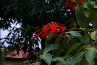 Close-up of red butterfly on plant