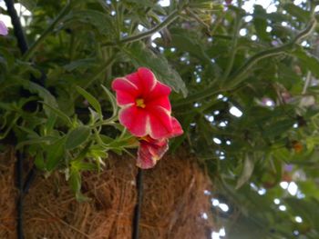 Close-up of pink flowers