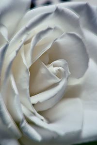 Close-up of white rose