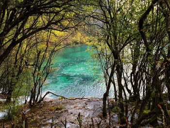 Scenic view of trees by river