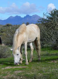 Horses grazing in a field