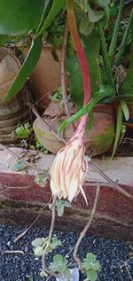 High angle view of flowering plant on field