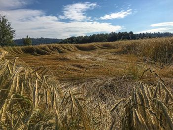 Scenic view of agricultural field