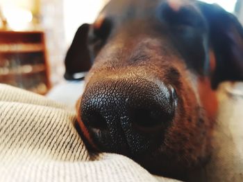 Close-up of a dog at home