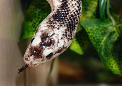 Pantherophis obsoleta or elaphe obsoleta, commonly called rat snake.
