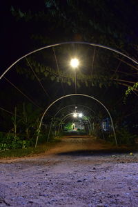 Illuminated trees at night