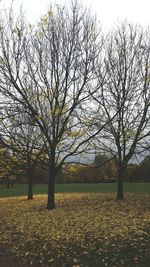 Bare trees on field