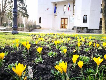 Yellow flowers blooming outdoors
