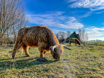 Horse standing on field against sky