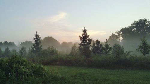 Trees on field against sky during sunset